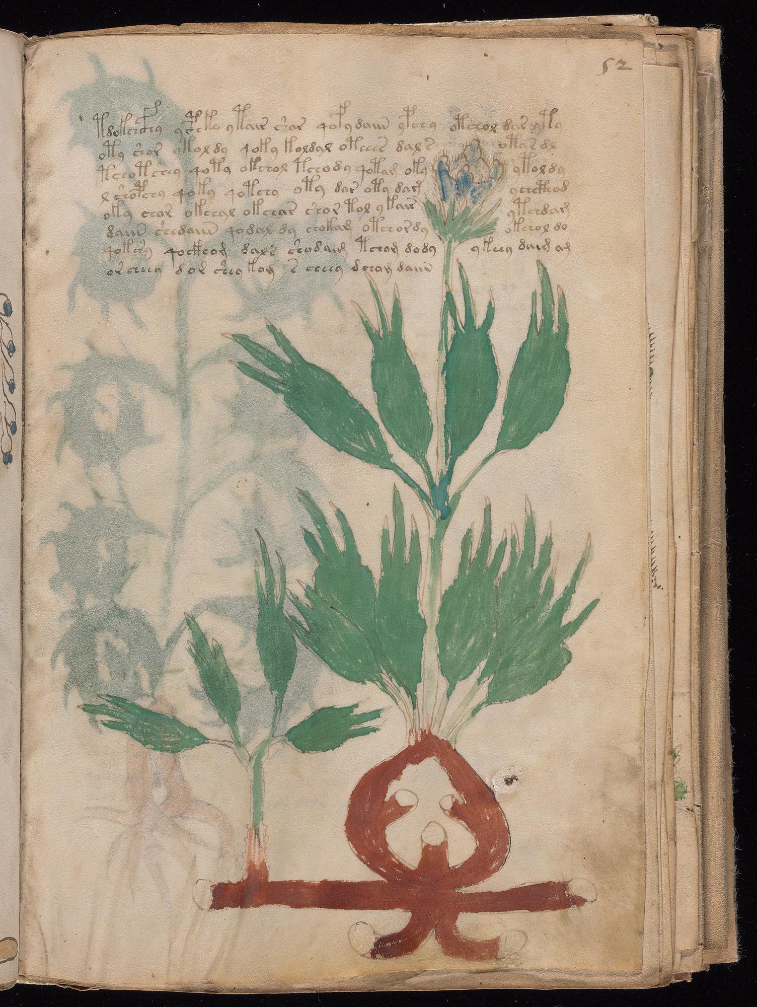 Voynich Manuscript folio f52r — Beinecke MS 408